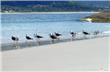 Gulls - Florianopolis - Brasil