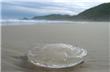 Jellyfish - Florianopolis - Brasil
