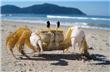 Playa - Florianopolis - Brasil