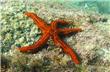 Diving - Florianopolis - Brasil